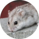 Hamster Campbell