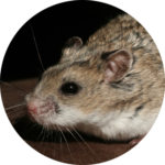 Hamster Chinois