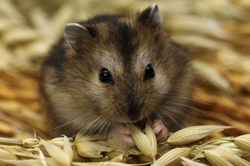 Un hamster russe tenant un épi entre ses pattes