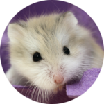 Hamster Roborovski