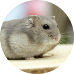 Hamster Russe