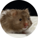 Hamster Syrien